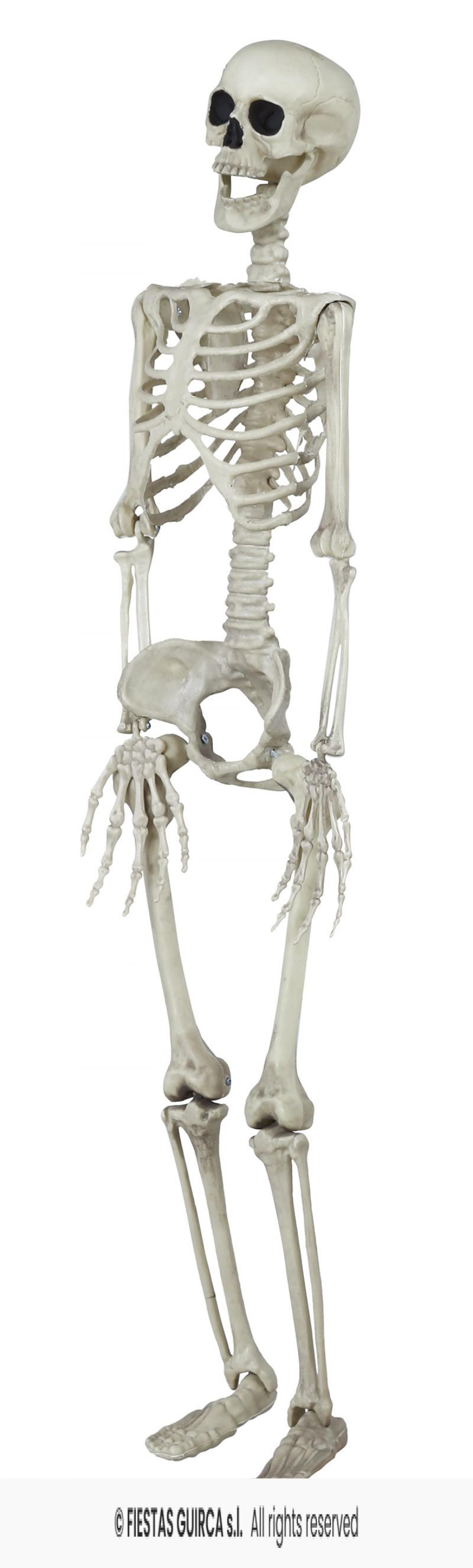 Squelette réaliste articulé plastique 90 cm