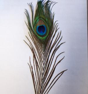 Plume de paon artificielle 25cm