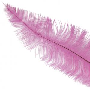 Plume queue d'autruche rose ou fuchsia 30/40 cm